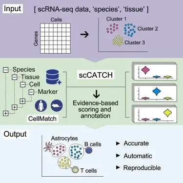 scCATCH